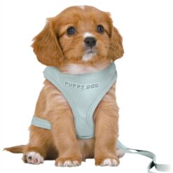 Trixie Hondentuig Junior Puppy Softtuig Met Riem Mintgroen 36-50X1 CM / 2 Mtr