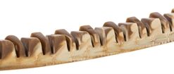 Trixie Denta Fun Veggie Jaw Bone 22 CM